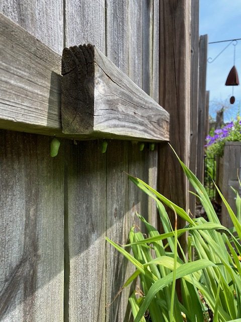 Monarch butterfly chrysalis