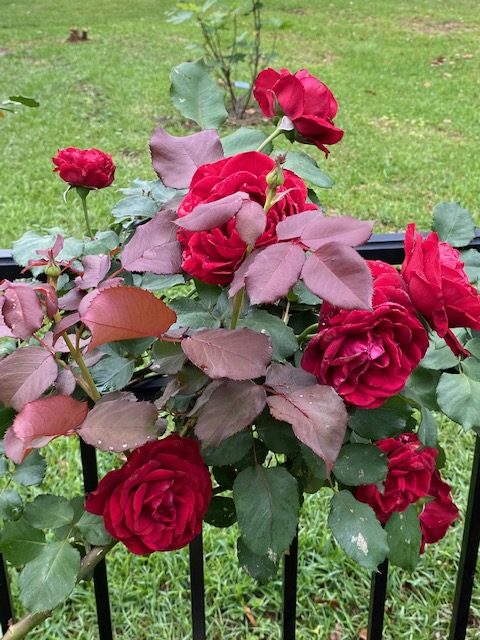 Climbing rose ‘Don Juan’