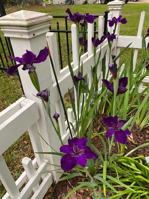 Louisiana iris ‘Eclipse’