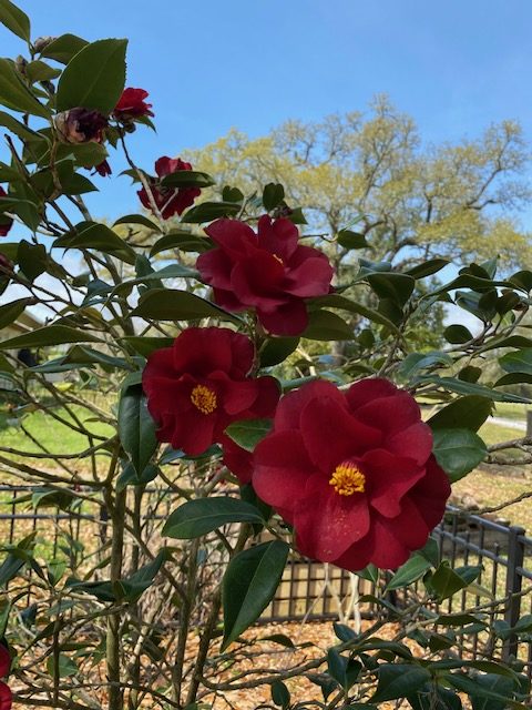 Camellia japonica ‘Royal Velvet’