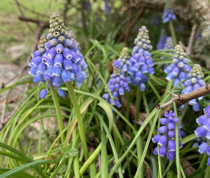 Grape hyacinth