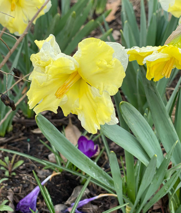 Southern Spring Bulbs Spring Bulb After-Care in the Southern Garden - Fine Gardening