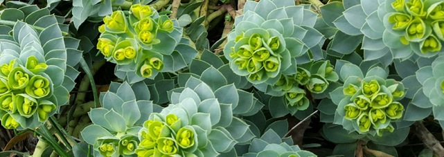 Donkey tail spurge