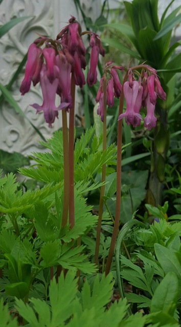 Dicentra eximia