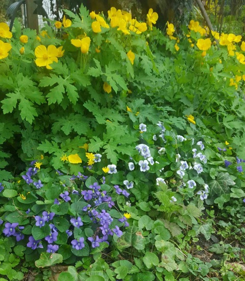 Celandine Poppy