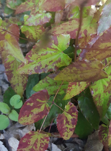 Epimedium