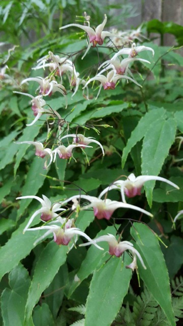 Epimedium 'Domino'