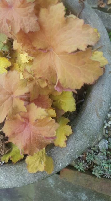 Heuchera 'Caramel'