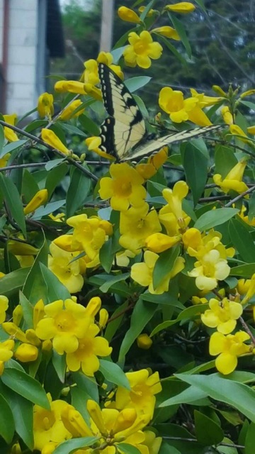 Carolina jessamine vine