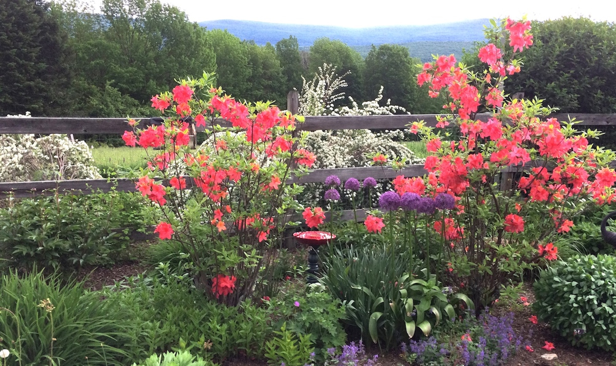 bright coral azaleas