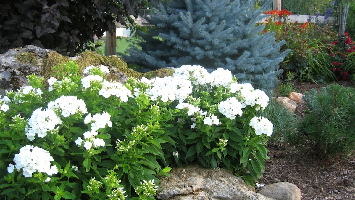 White Volcano phlox