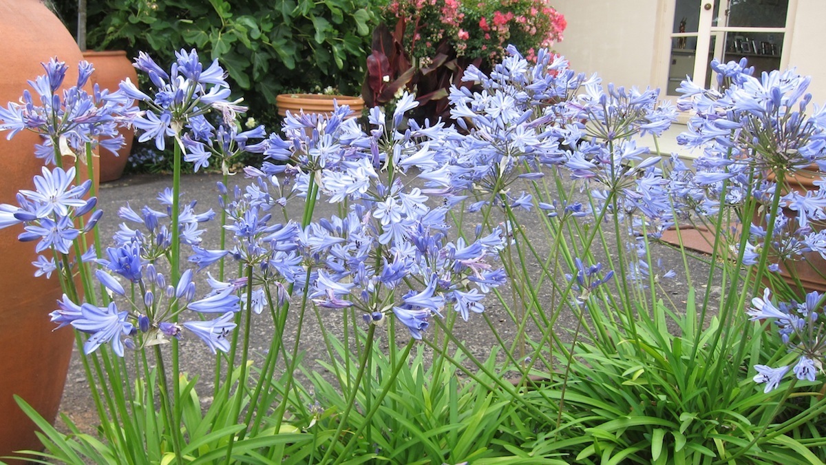 Storm agapanthus