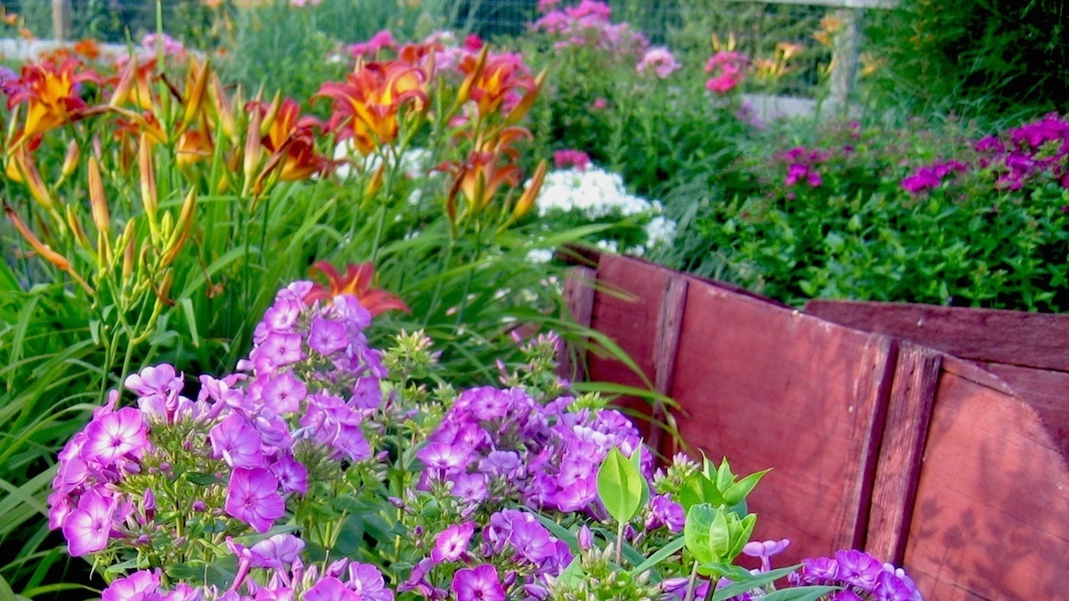 Volcano phlox