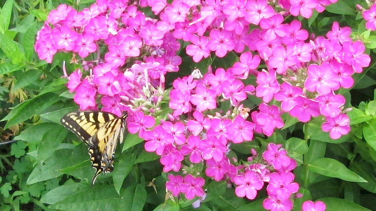 Volcano phlox