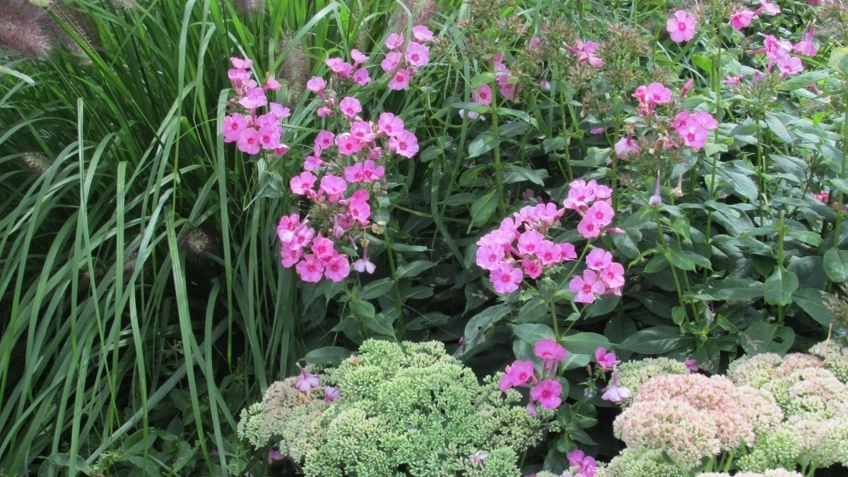 Sedum Autumn Joy