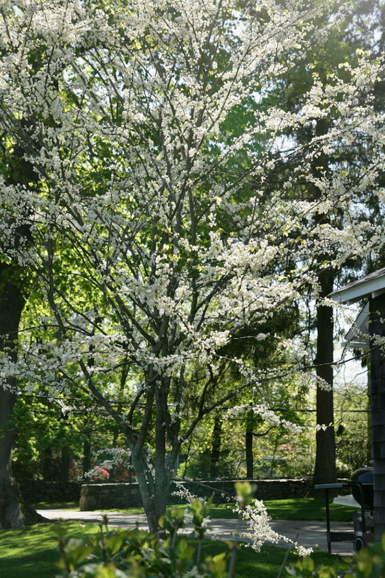 Native Tree Alternatives To Invasive Callery Pear - Finegardening