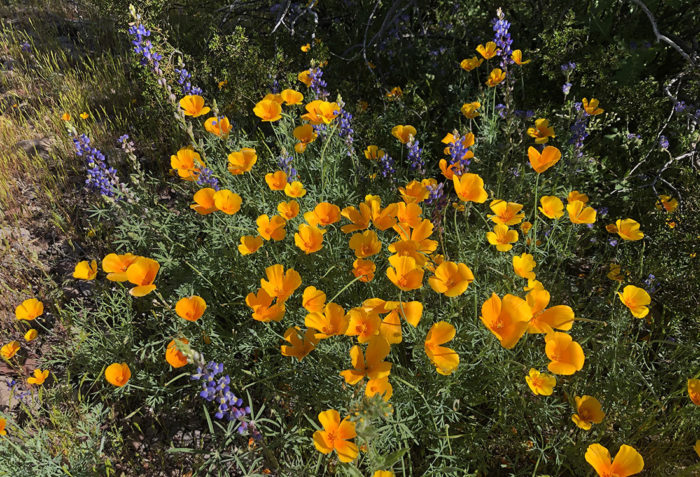 Mexican gold poppies