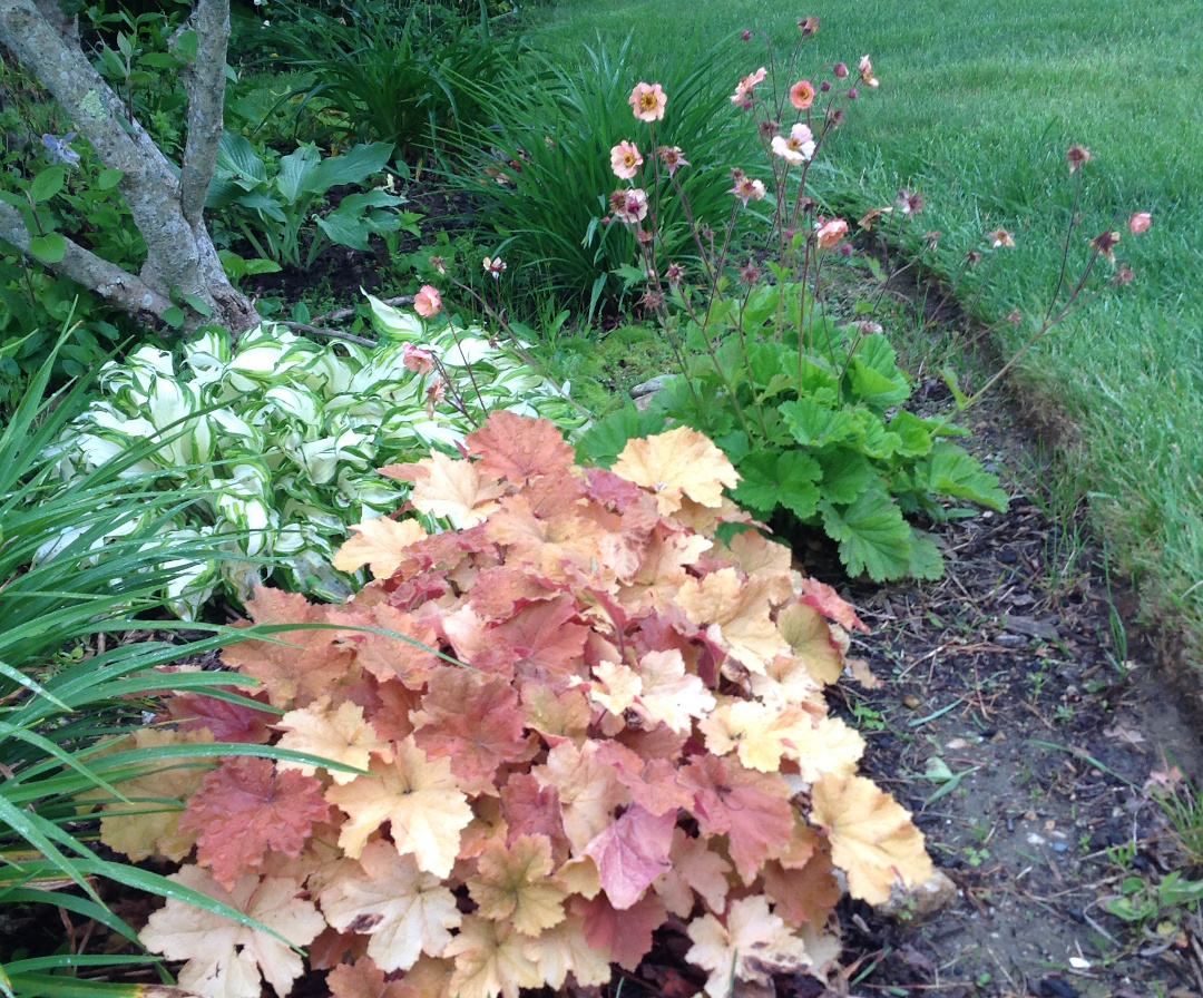 Heuchera ‘Caramel’