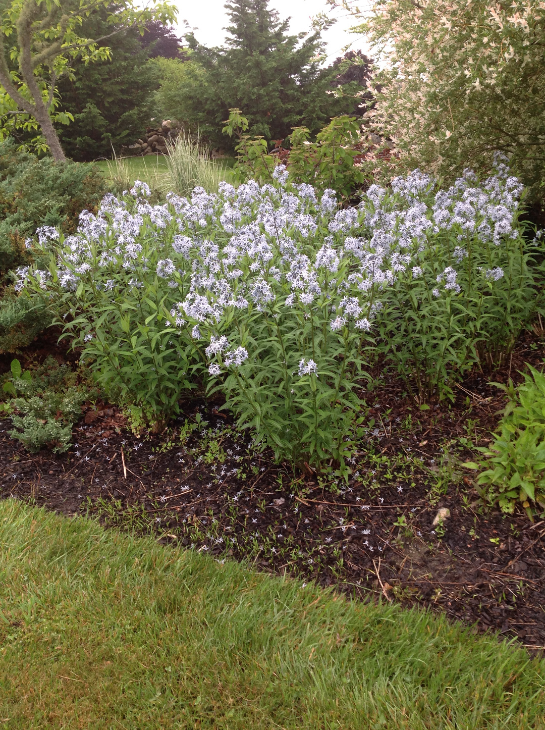 Amsonia tabernaemontana