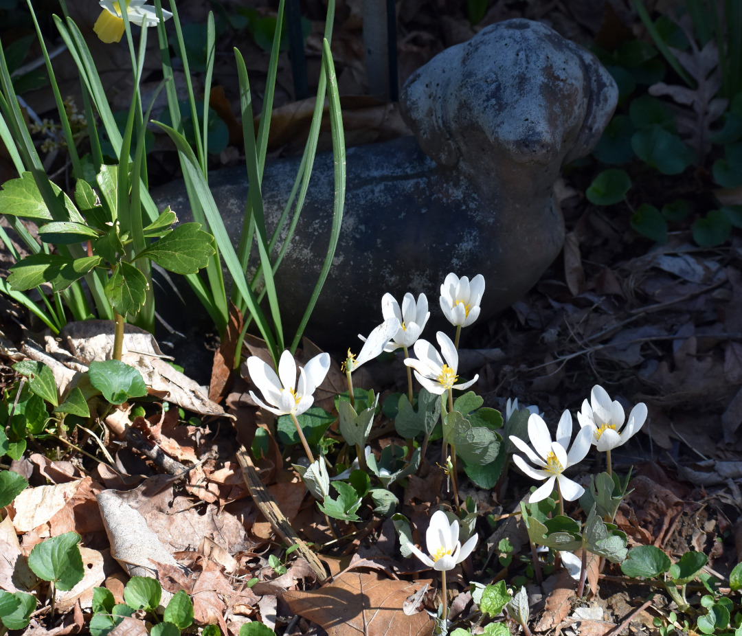 bloodroot