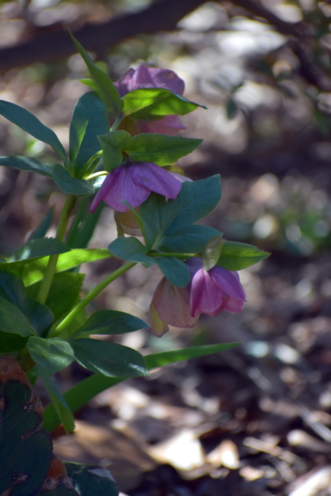 Helleborus orientalis