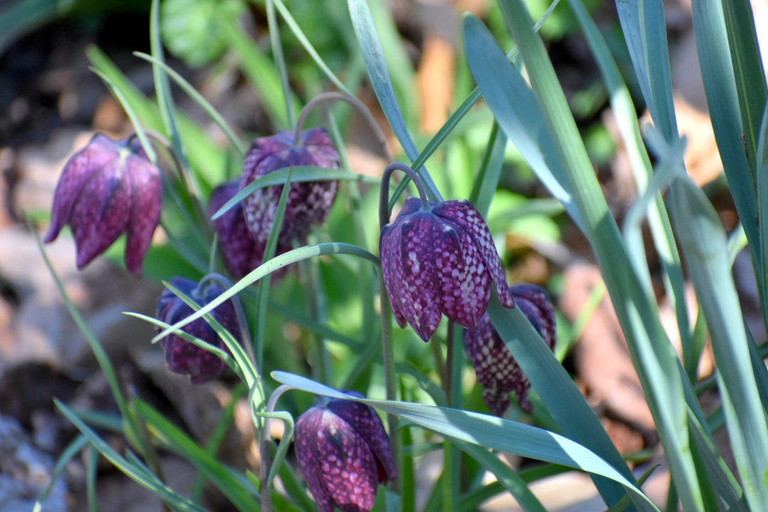 Fritillaria meleagris