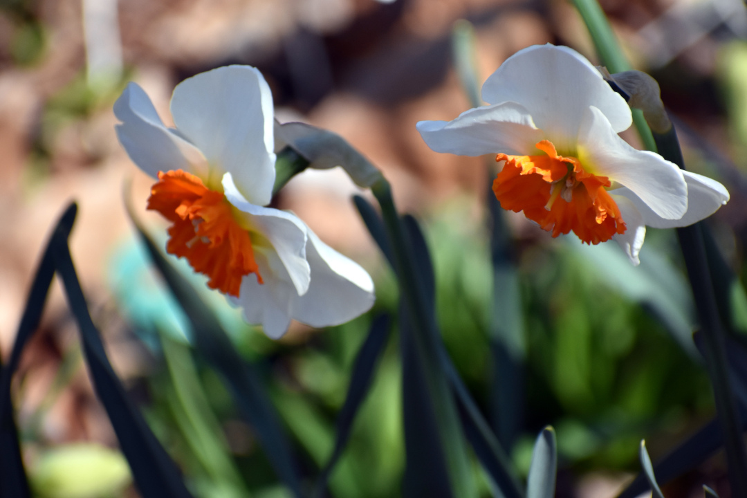 daffodils