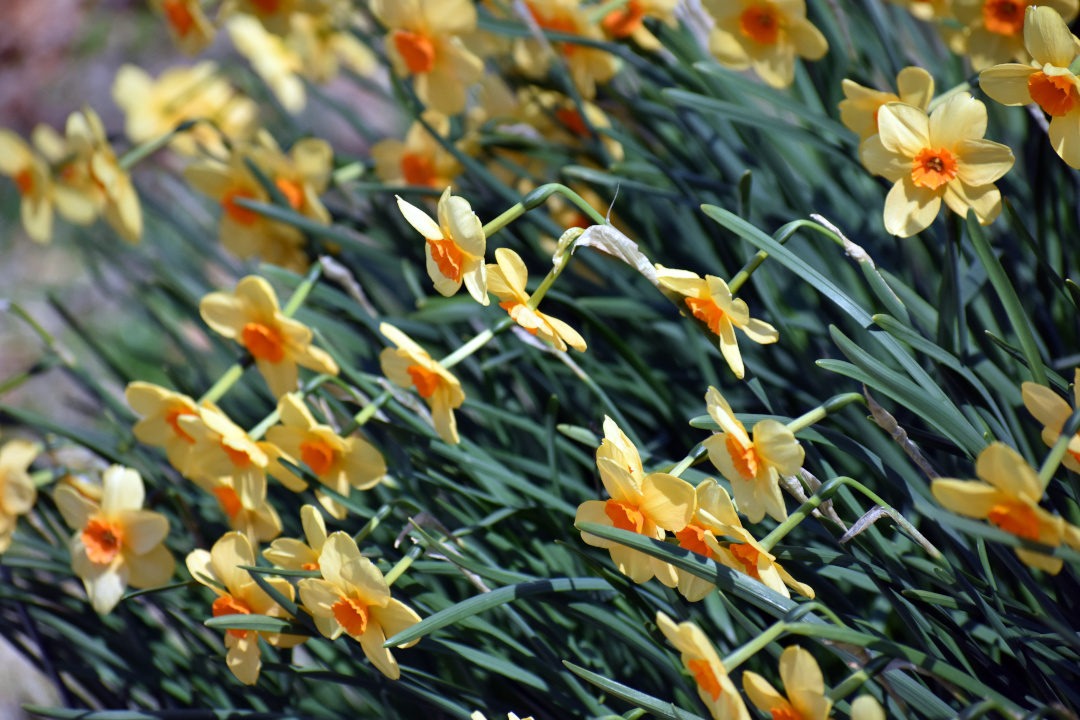 Daffodils - Beautiful but Potentially Toxic