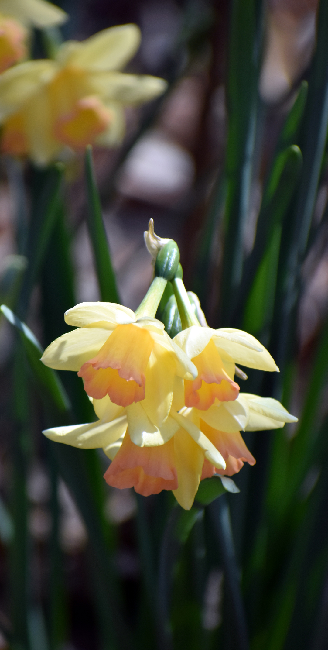 pink daffodils