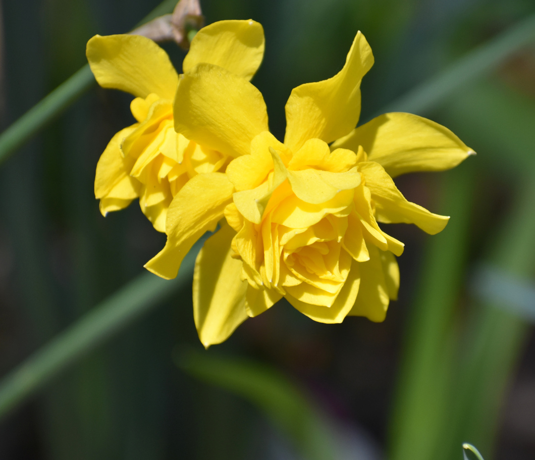 Double-flowered daffodils