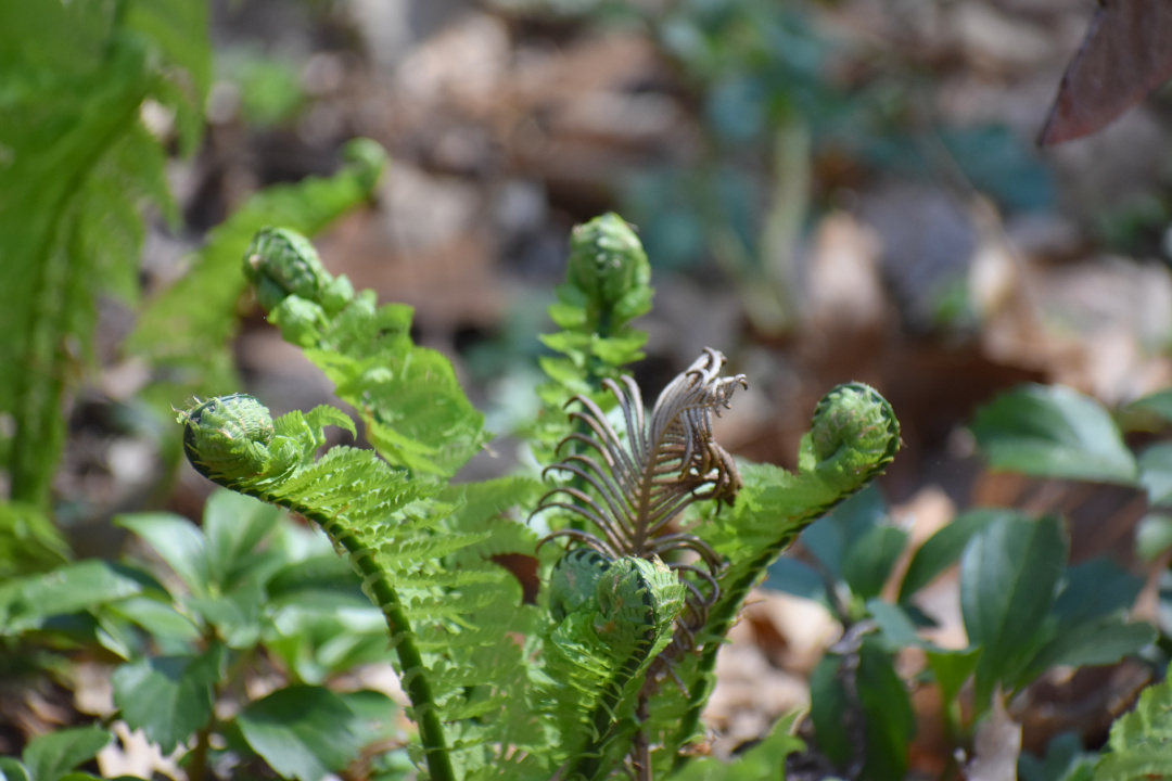 fern fronds