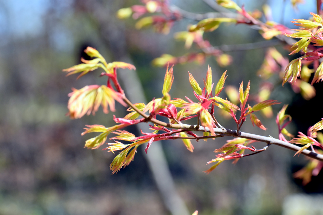 Japanese maples