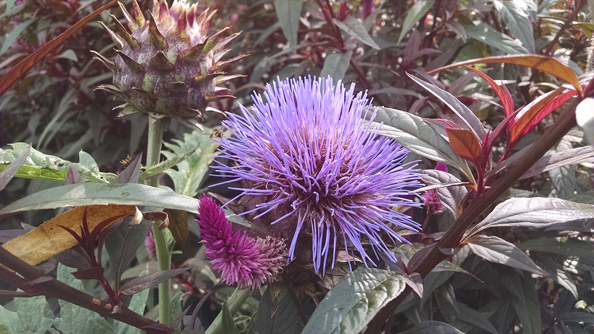 Cardoon