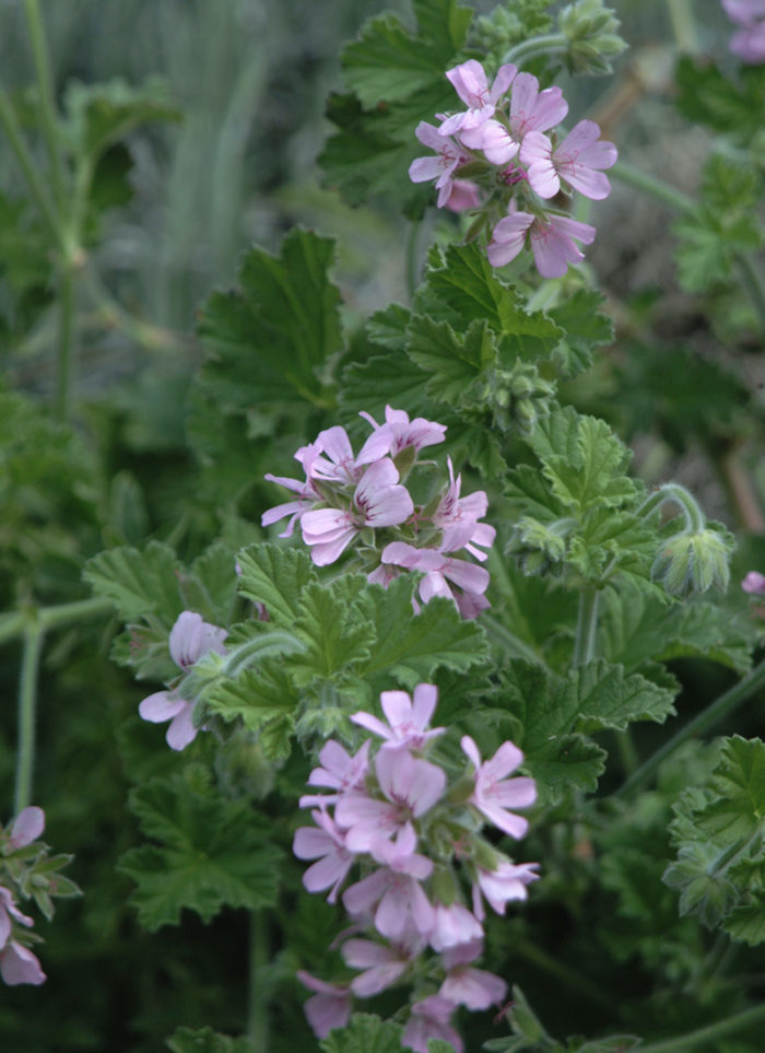 Four Fragrant Favorites for Northern California - Fine Gardening