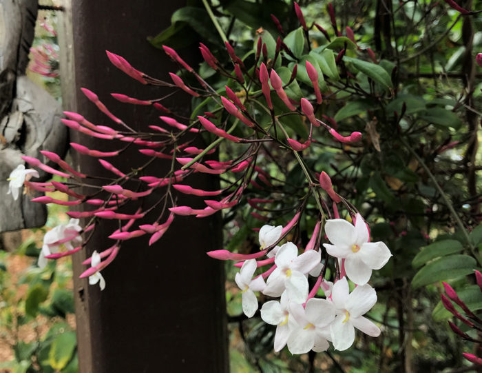 ‘Pepita’ pink jasmine