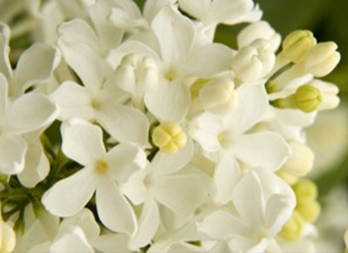 ‘Angel White’ lilac