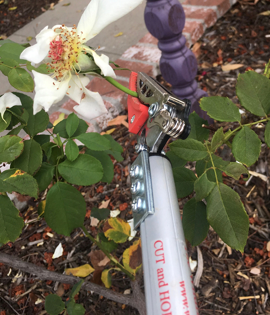 Essential Tools for Pruning - FineGardening