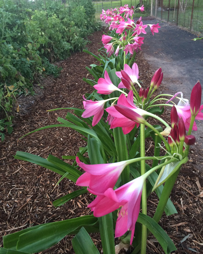 ‘Bradley’ crinum lily