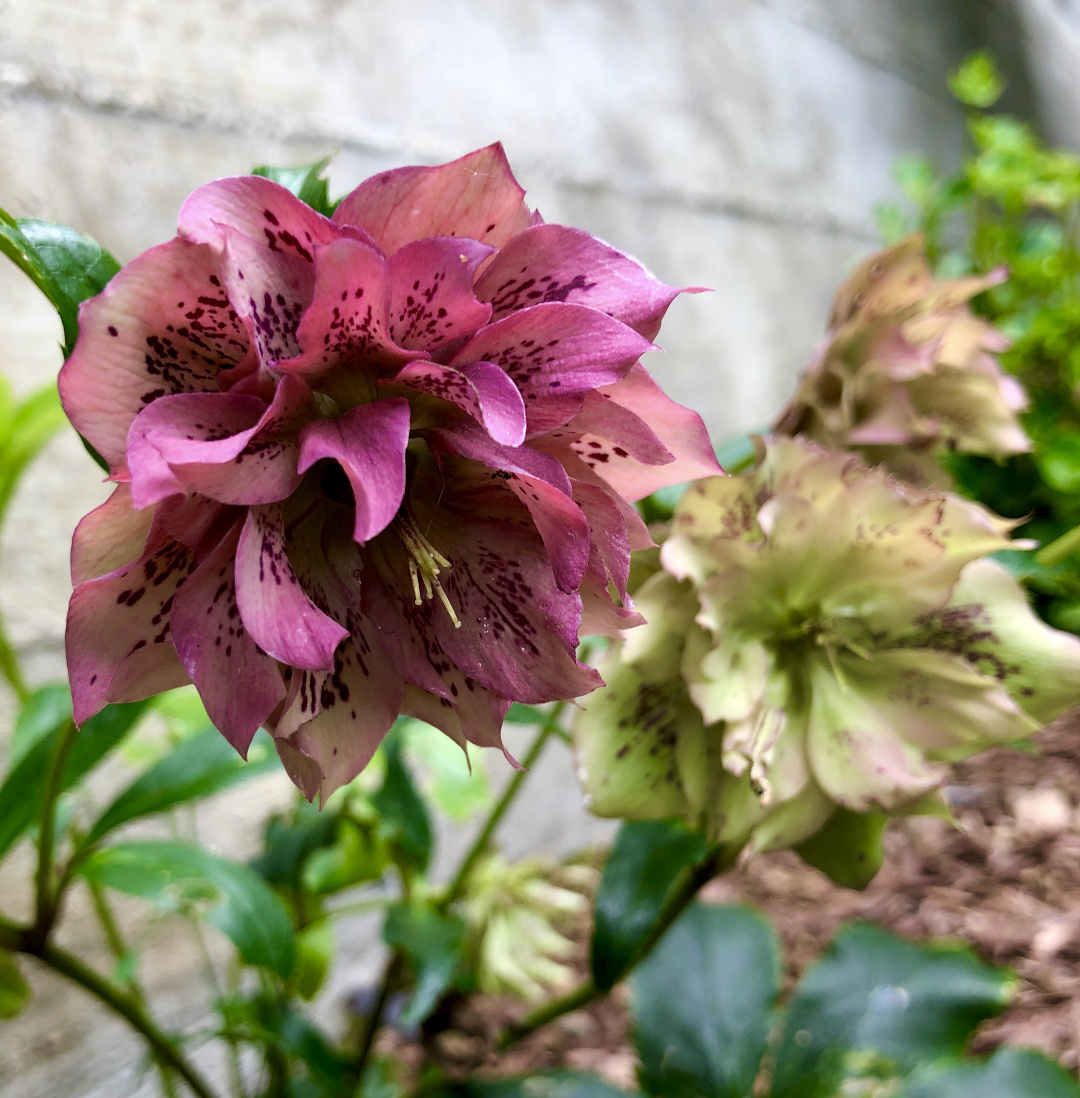 Double hellebores