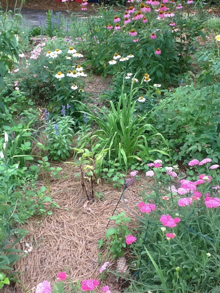 Cone flowers