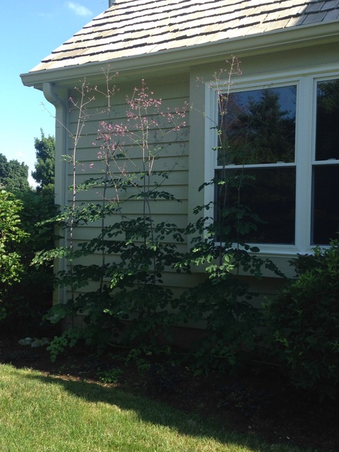 meadow rue