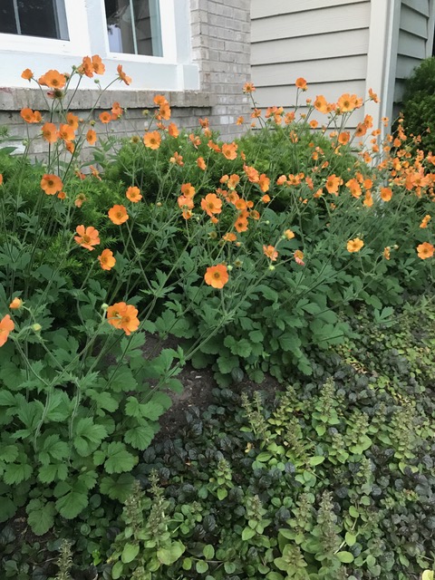 orange geum