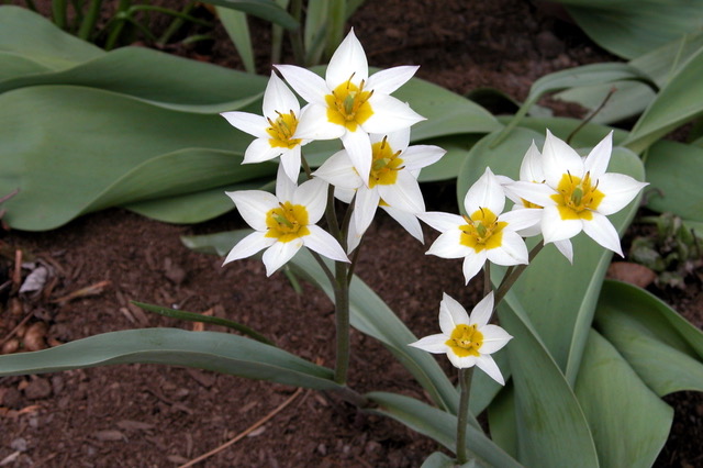 Tulipa turkestanica