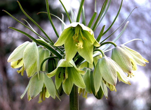 Fritillaria raddeana