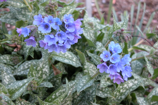 Pulmonaria 'Trevi Fountain'