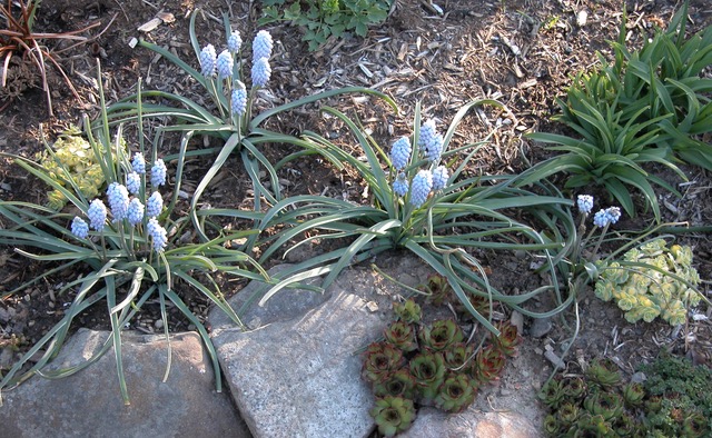 Muscari 'Valerie Finnis'