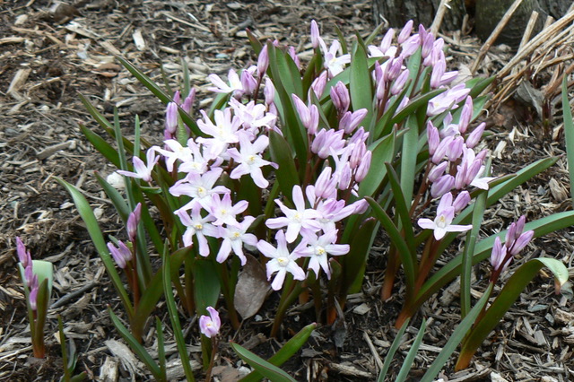 Chionodoxa 'Pink Giant'