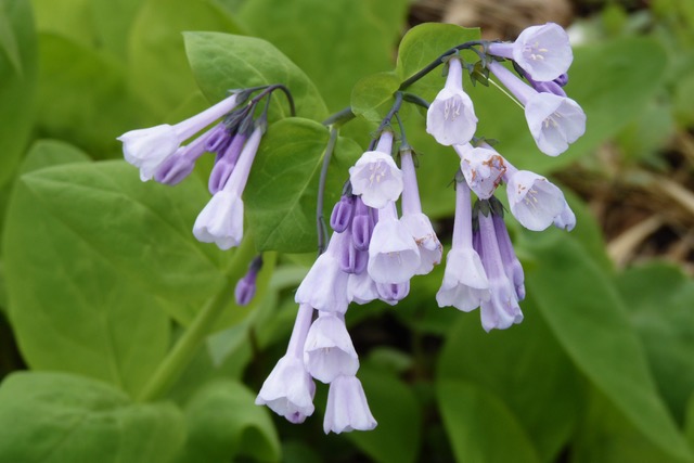 Mertensia virginica