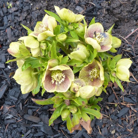 Helleborus 'Golden Lotus Strain'