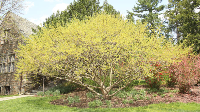 ‘Spring Glow’ cornelian cherry dogwood